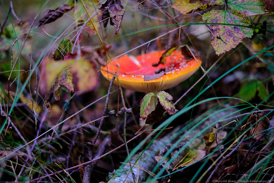 Фото: Виталий Невар / Новый Калининград