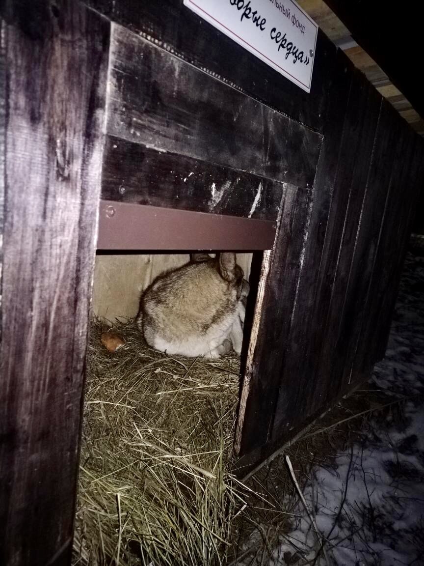 Рыжик в будке спит. Ему там нравится)