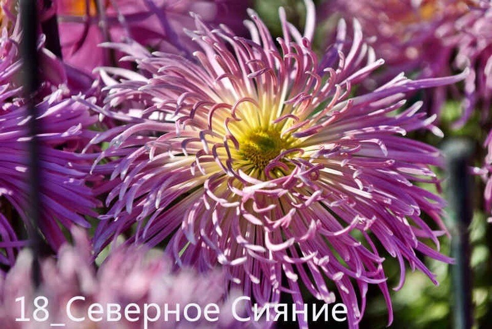     «Северное сияние». Фото: Юрий Югансон/Николай Носков/Никитский ботанический сад (НБС-ННЦ РАН)/VK