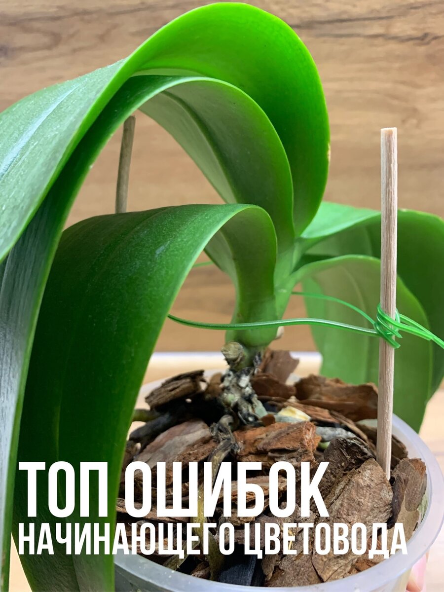 Топ ошибок начинающего цветовода