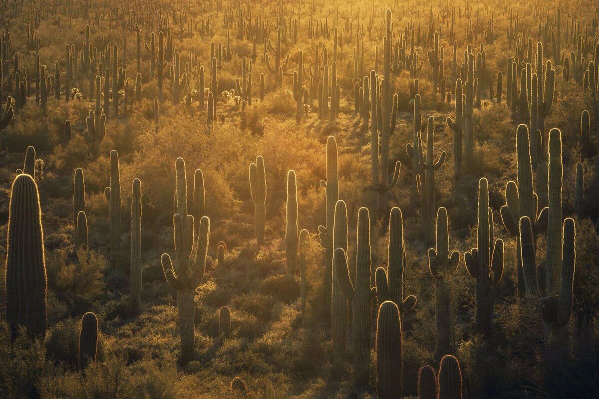 � Peter Coskun (���) ������� ��������.��� 101 | ILPOTY�2022