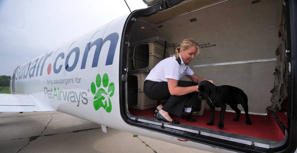 Правила и ограничения к перевозке животных в самолете