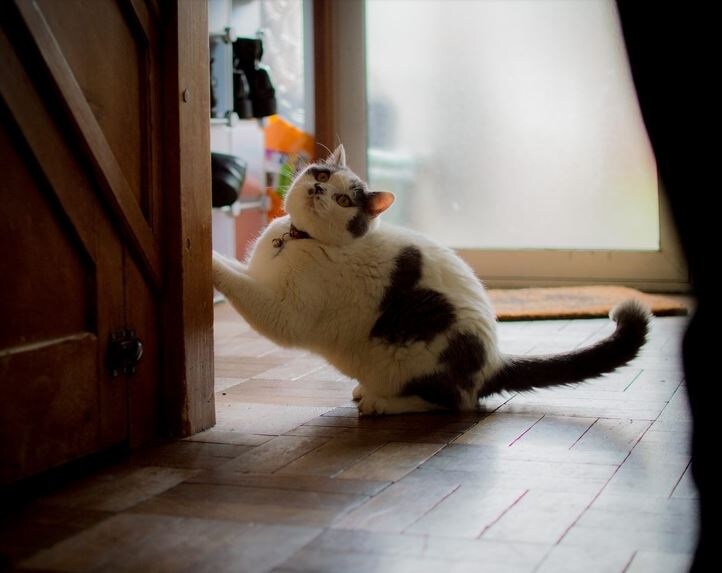 Робин. Источник фото: https://www.reddit.com/r/cats/comments/60yue5/minding_my_own_business_then_robin_comes_in_twice/