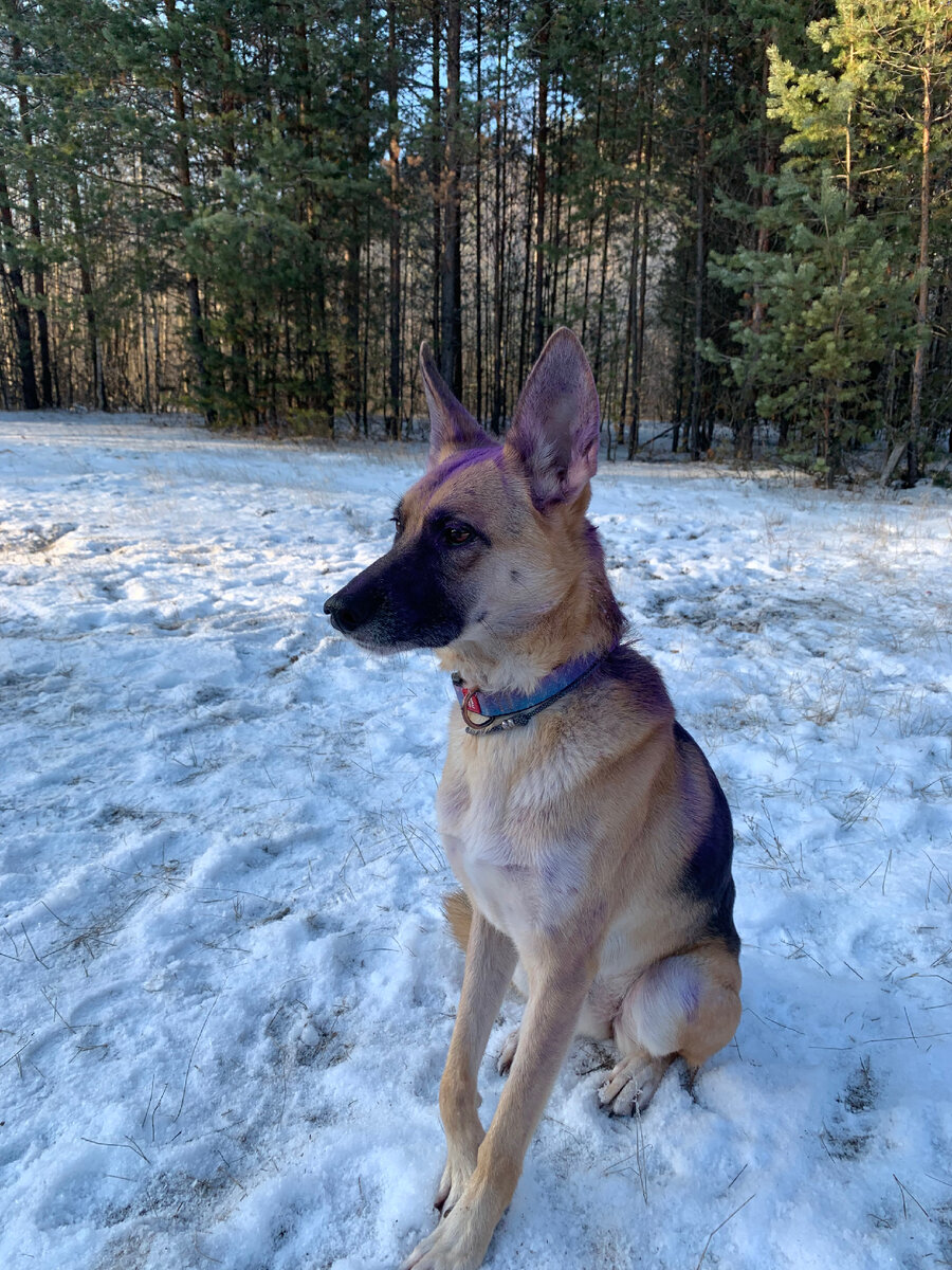 Ося на фотосессии