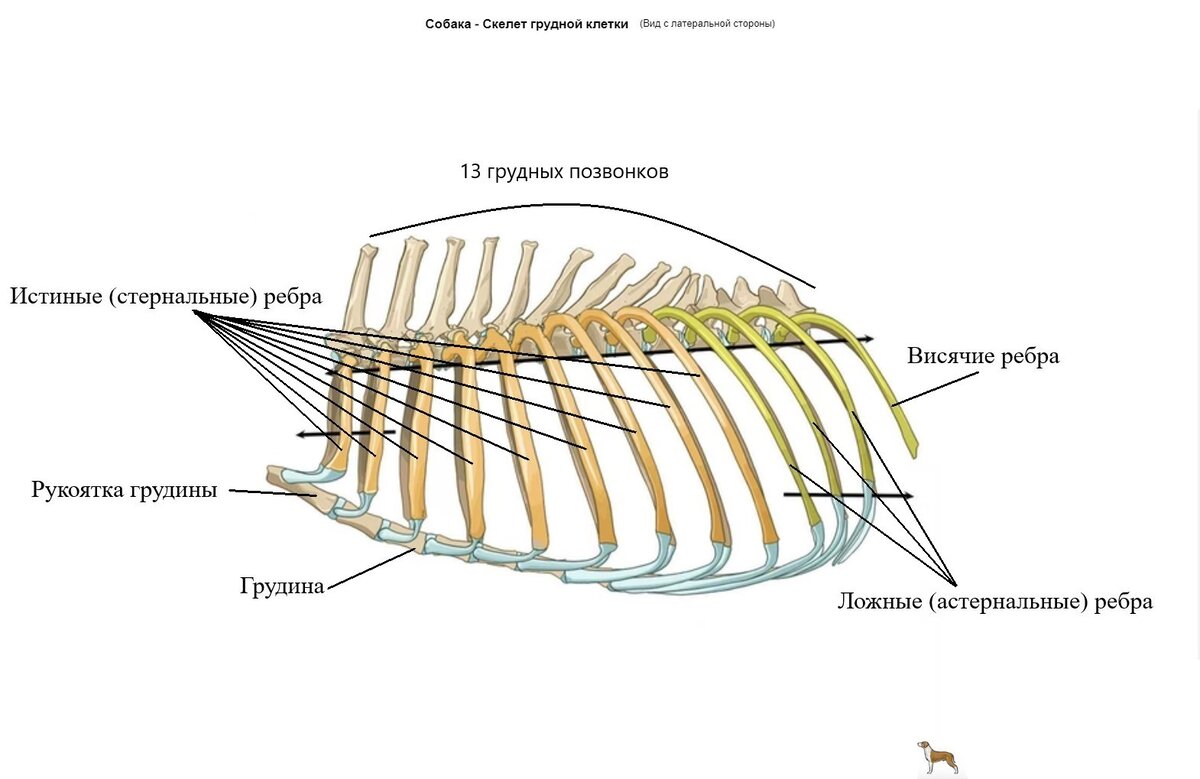 легкие пресмыкающихся. отдел скелет туловища собаки кости. скелет суставы крс. у какого животного есть грудная клетка. у какого животного есть грудная клетка.