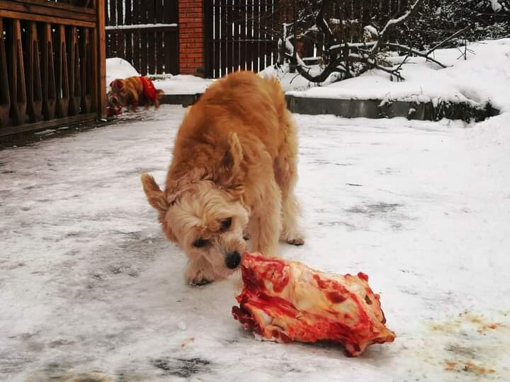 Мяса много не бывает, Ларик это знает. (Альфа Лаваль Лауреат, фото Тани Туктамышевой)