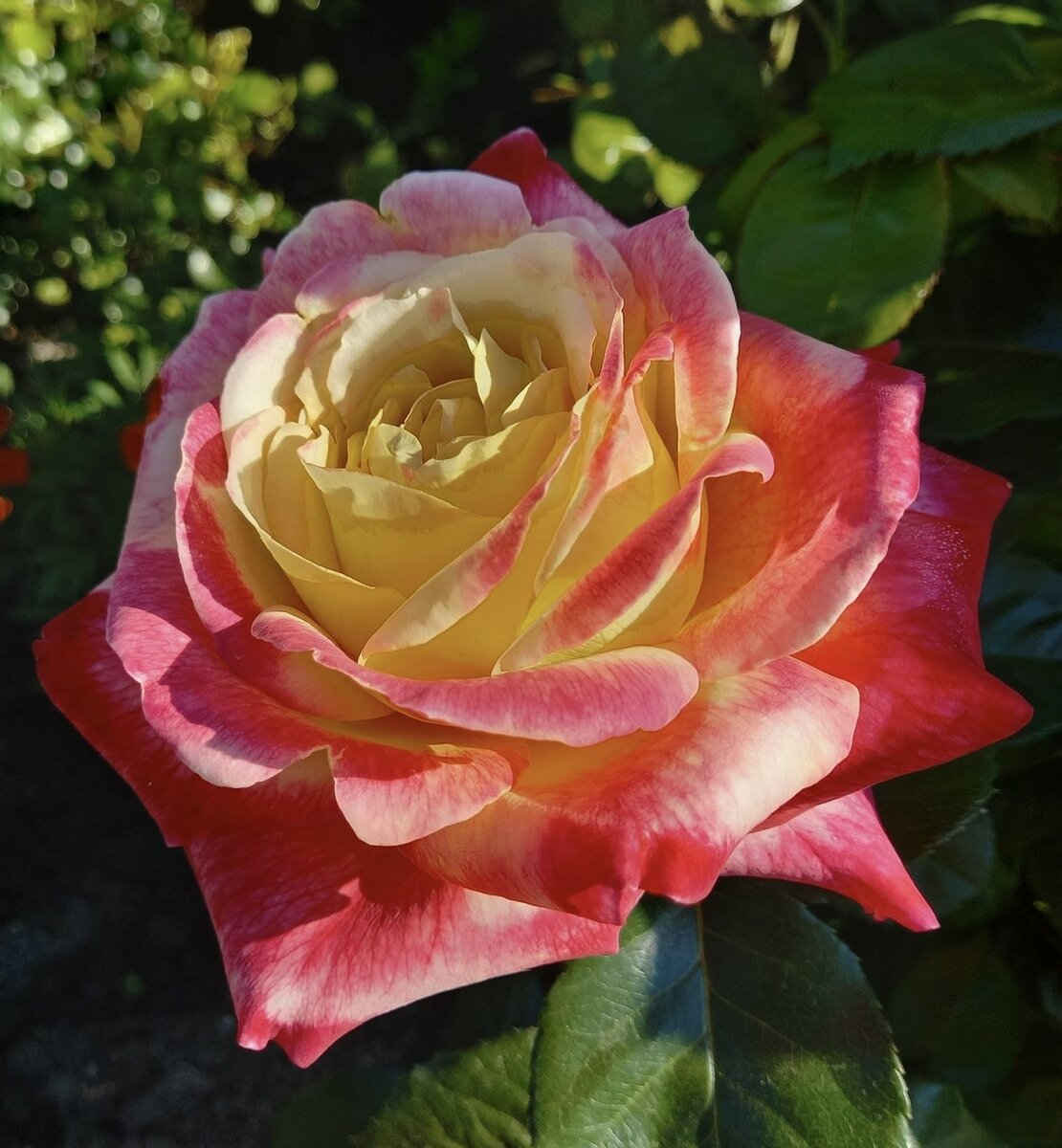 Роза Восточный экспресс: особенности, характеристика сорта, правила посадки, выращивания и ухода, отзывы - сайт надежных садоводов
