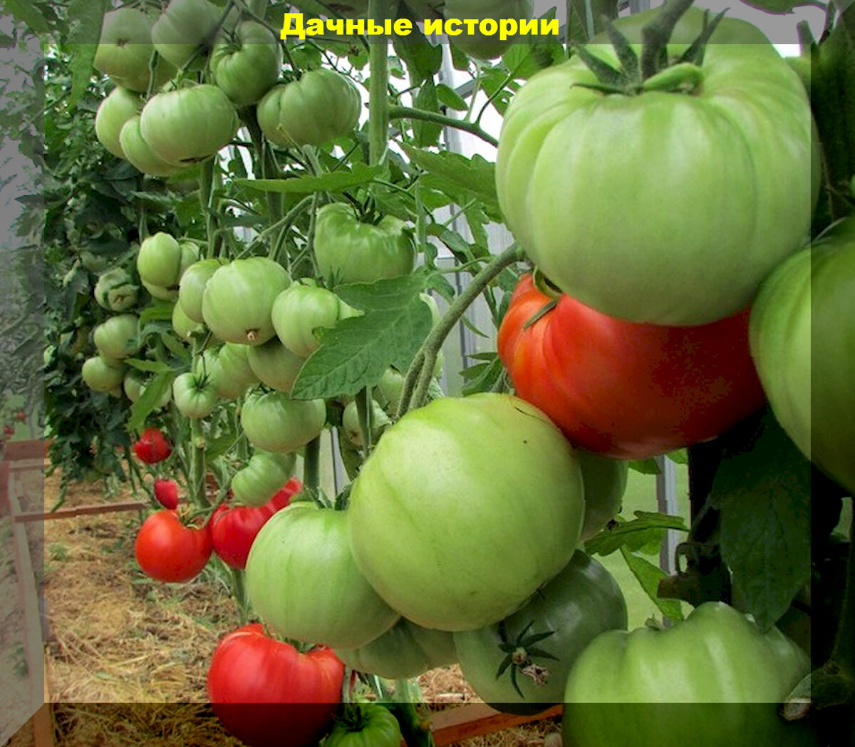 Томат леонид характеристика и описание сорта фото отзывы фото