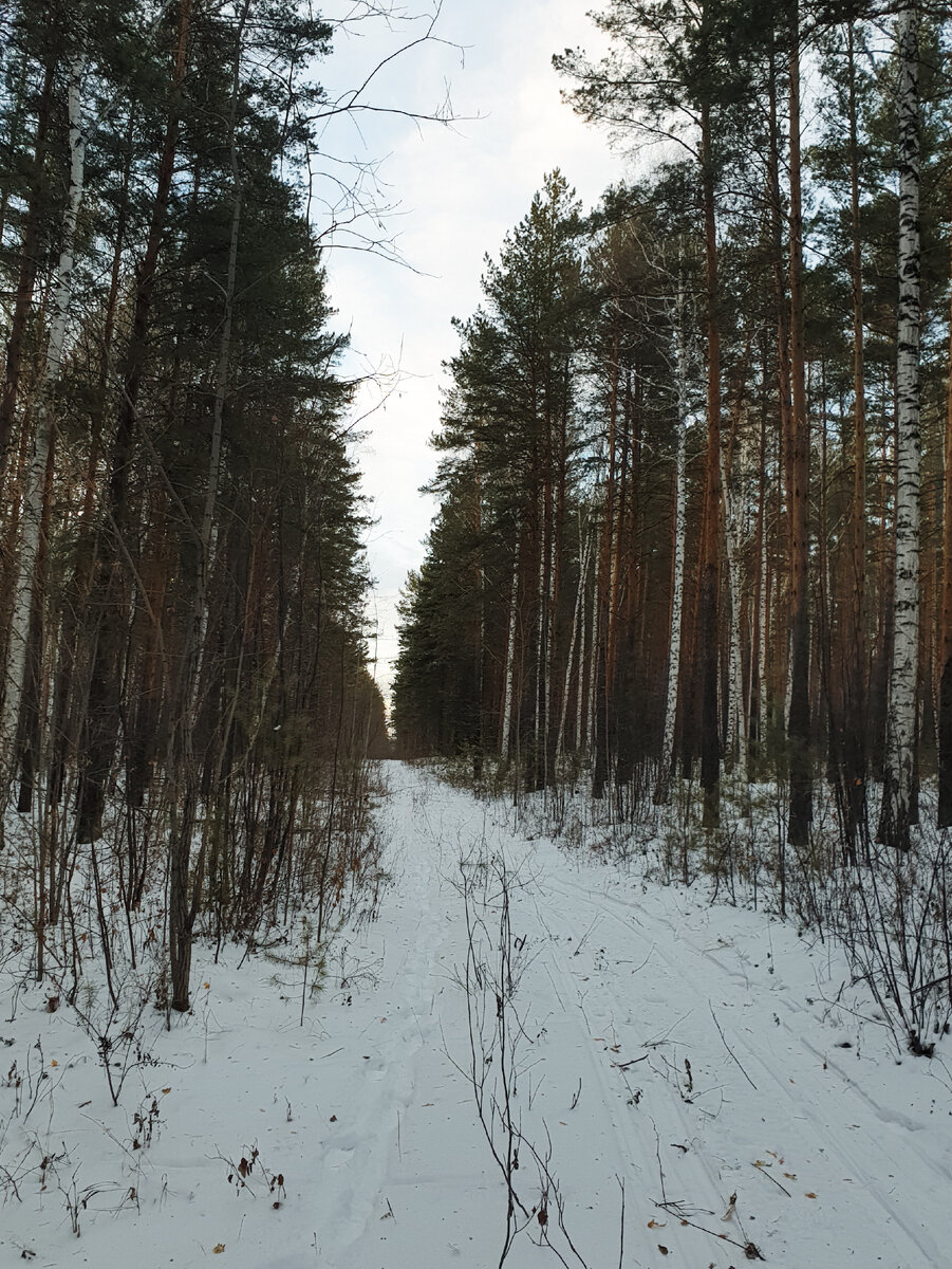 Та самая лесная дорога