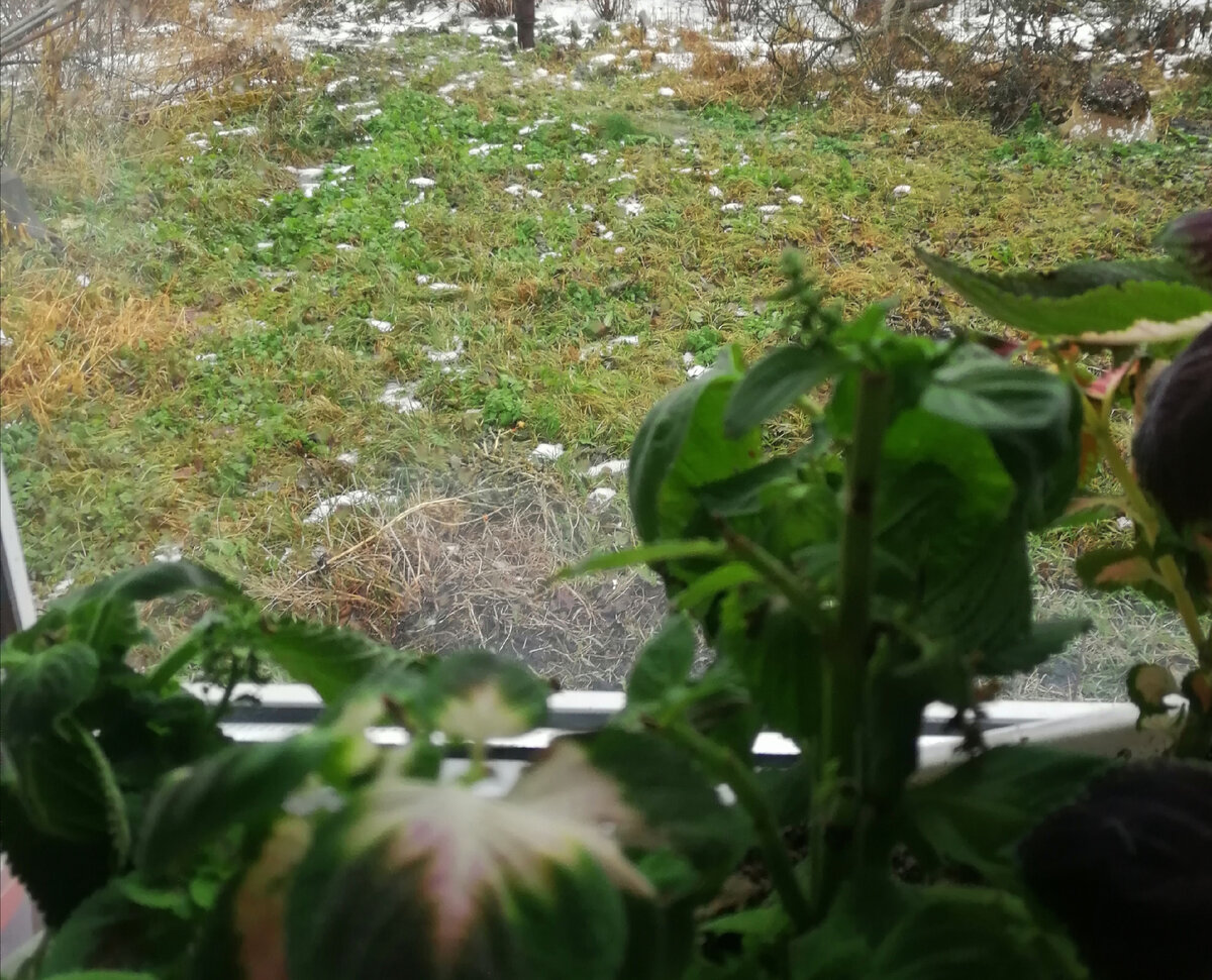 Тульская область, середина декабря