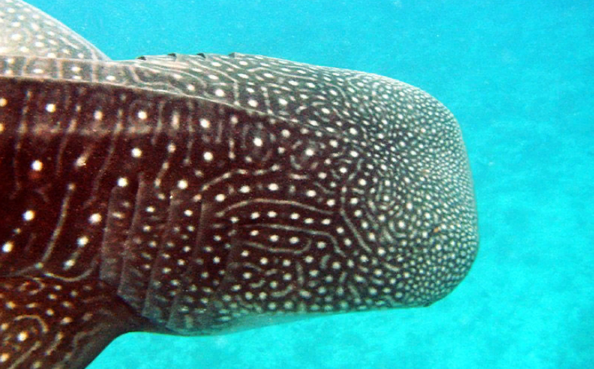 Голова китовой акулы с характерным рисунком.