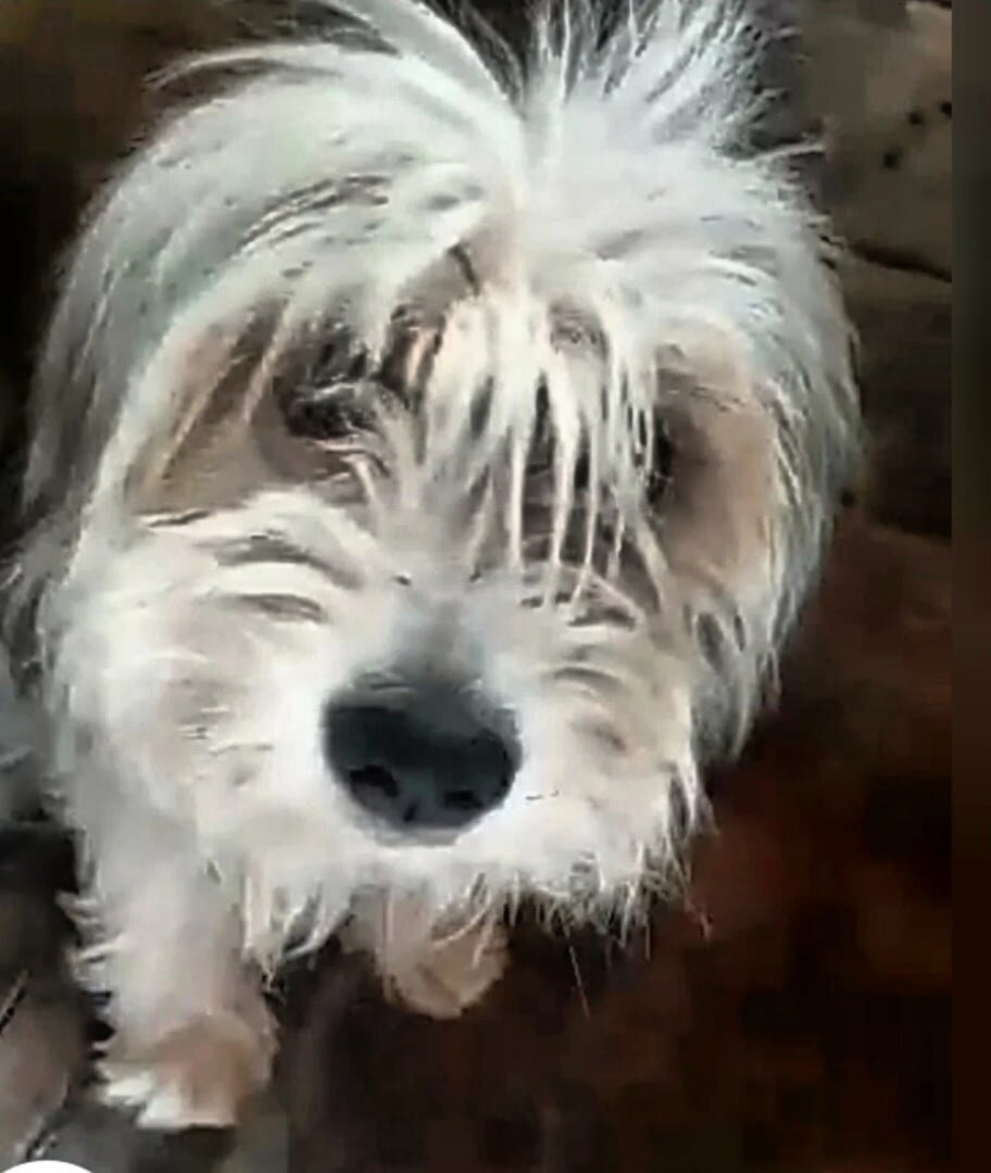 Малыш в отлове не выходил из будки