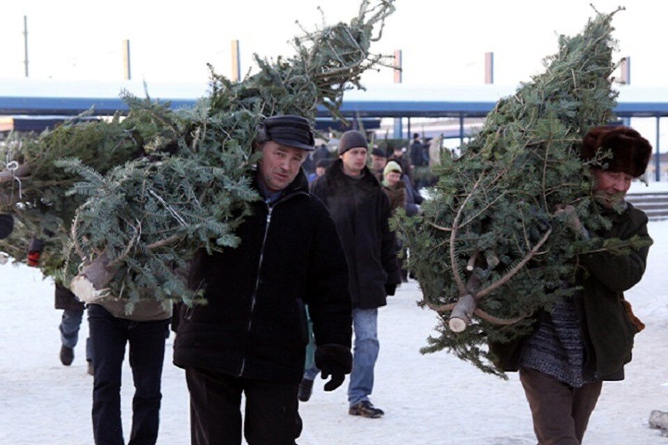     Горожане смогут купить ели и сосны на базарах возле крупных торговых центрах и рынках. Сергей ГАПОН