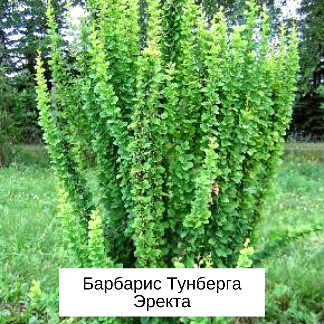 куст 3 буквы. животное 7 букв последняя т сканворд. куст 3 буквы. олень 7 букв сканворд. ледник 7 букв сканворд.