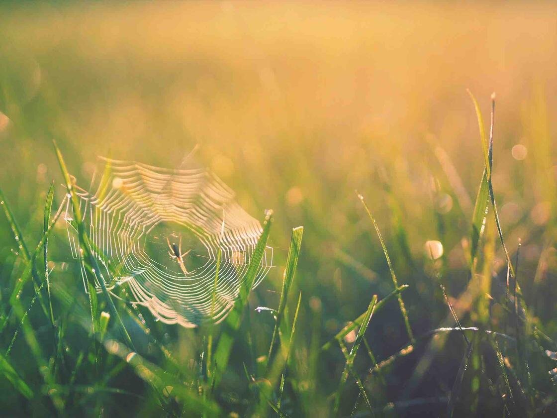    Паук на паутине:Unsplash/Aaron Burden