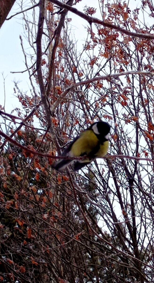 Синички, постоянные гости зимой и летом