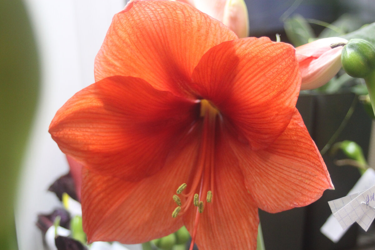 Созревшие пыльники