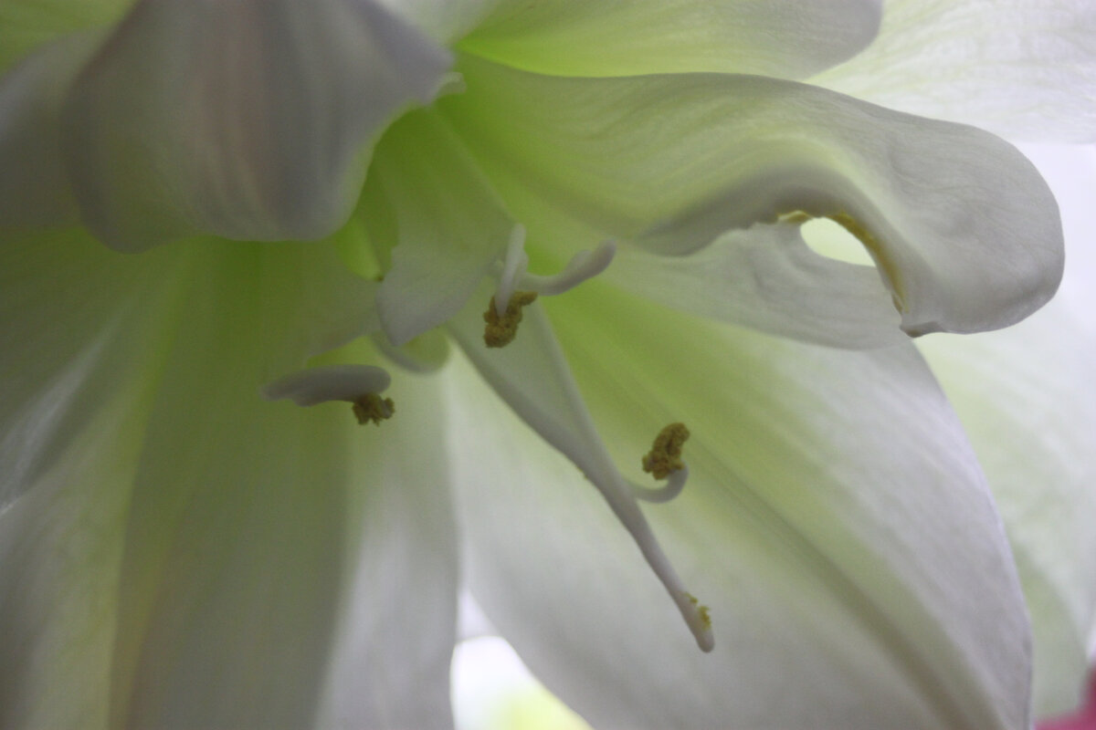 У меня один цветок Мерлина дал и пару тычинок и какое-то подобие пестика. Я очень надеялась провести это опыление, но увы - пестик завял даже е попытавшись раскрыться. Сверху на изогнутом лепестке тоже пыльца.