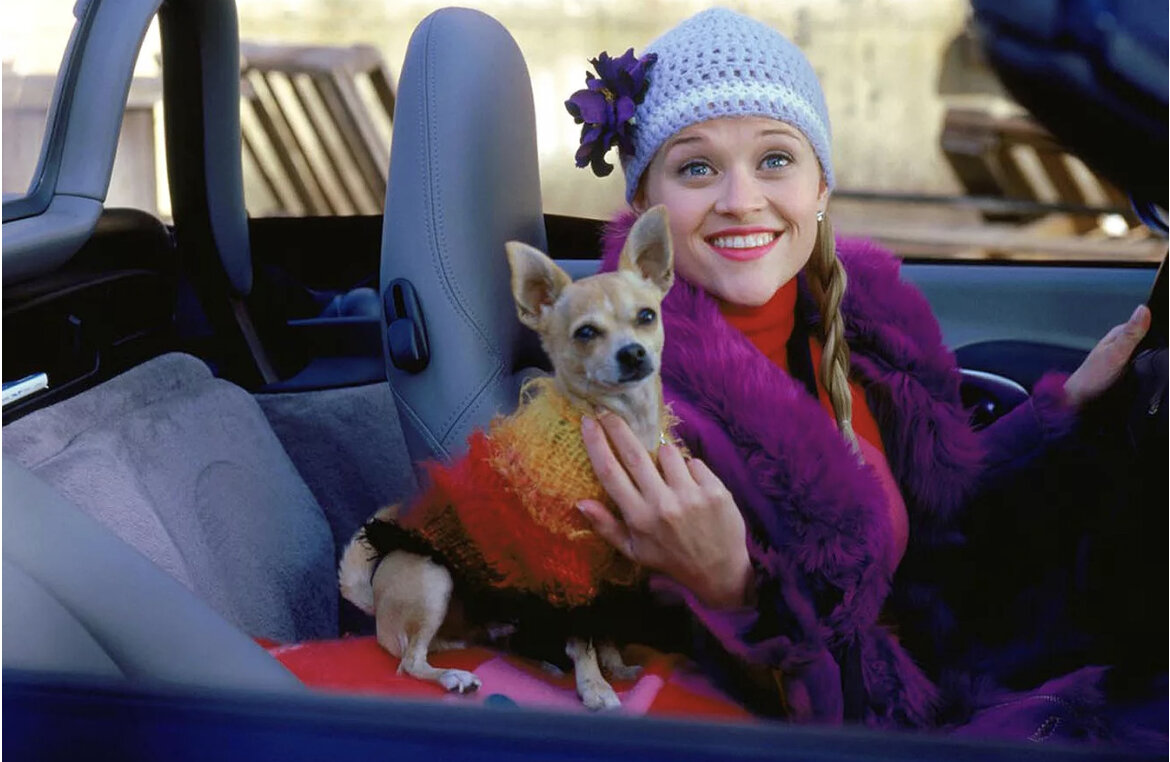 Вот такие фильмы любит Леди Бо 🐾