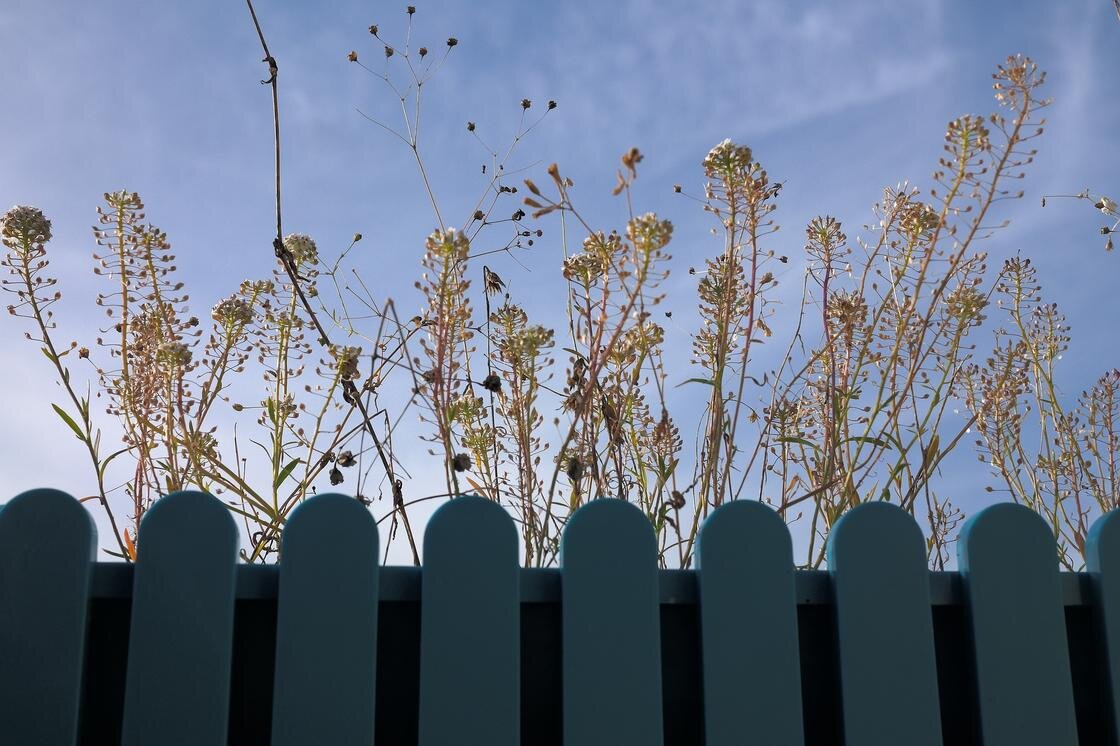    Бурьян за забором:Pixabay