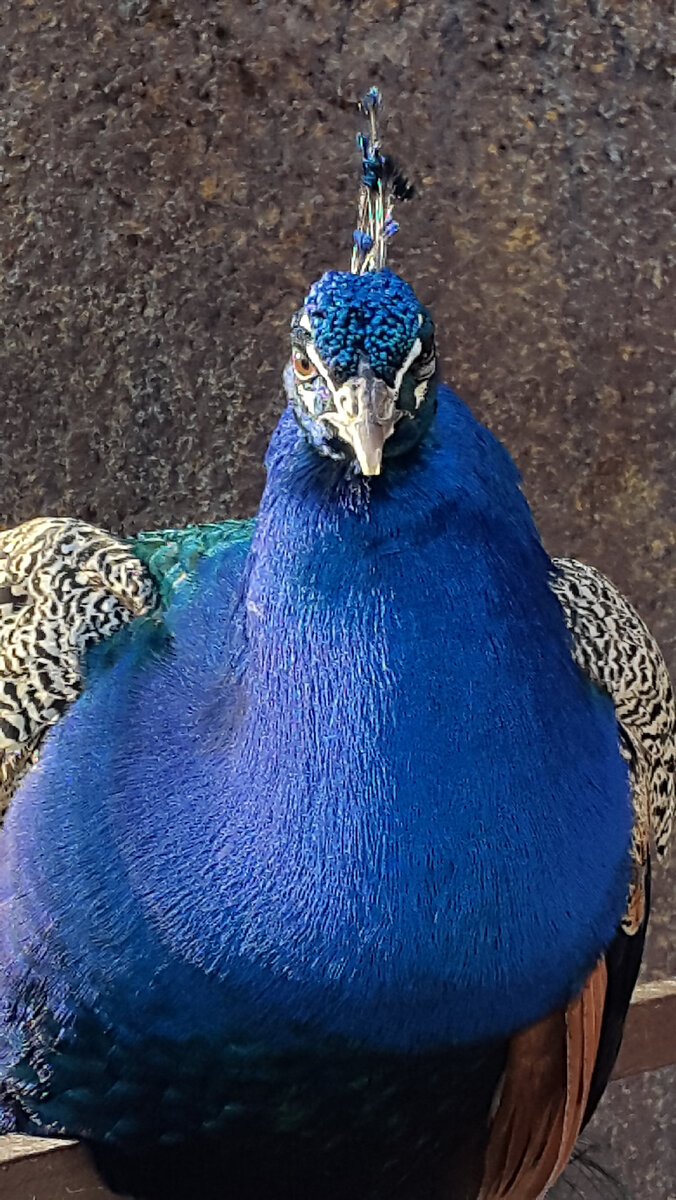 разведение павлинов