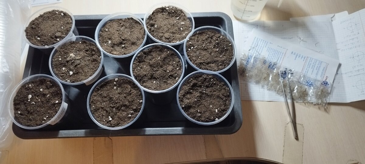 Справа пакетики с семенами от Галины. Сажаю сразу в большие стаканы