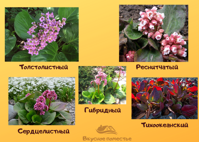 Наиболее известные виды Бадана