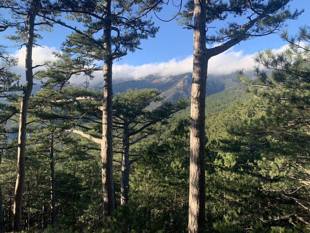 Ялтинский горно-лесной заповедник