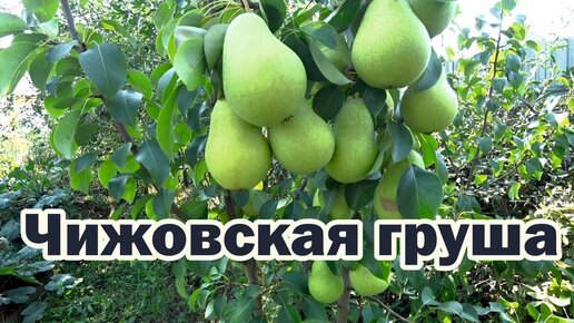 Груша Чижовская