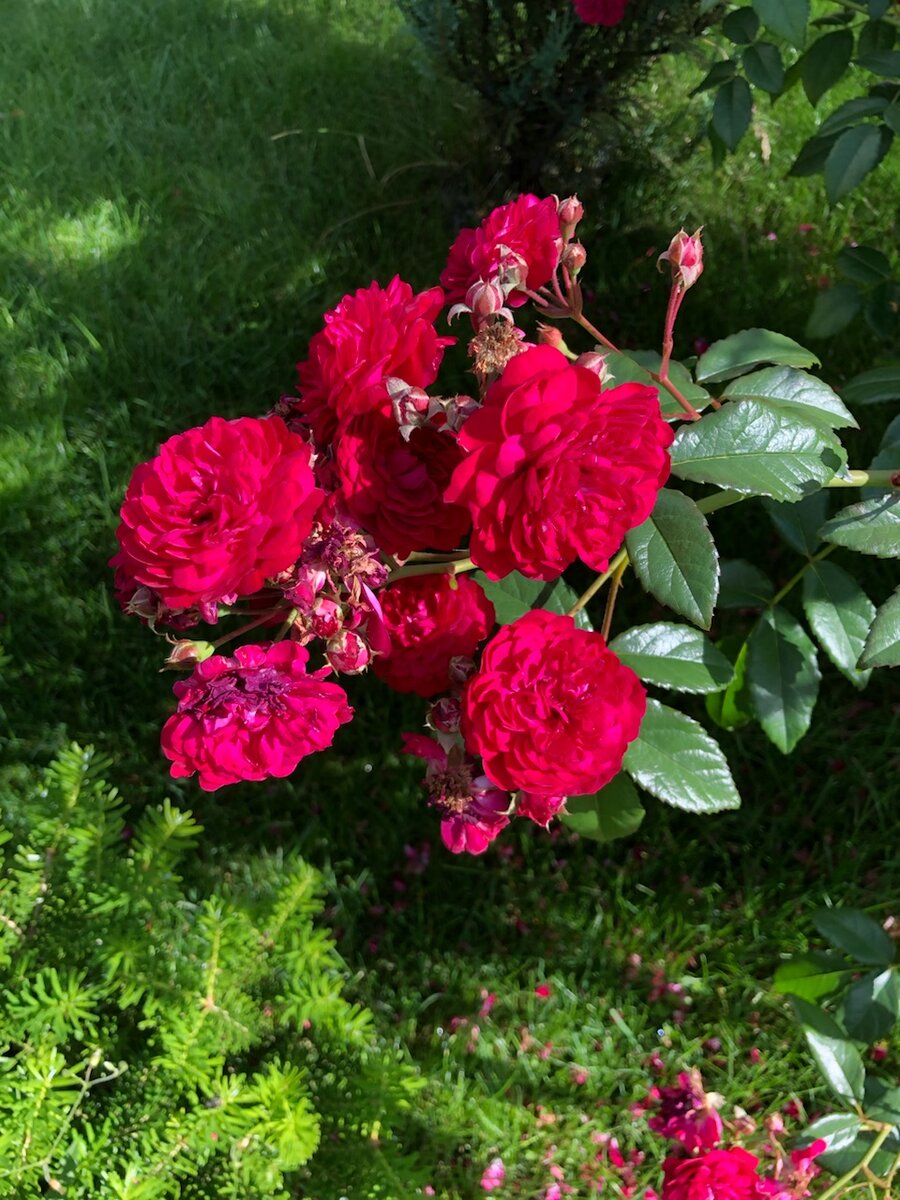 Основные правила использования роз в маленьком саду