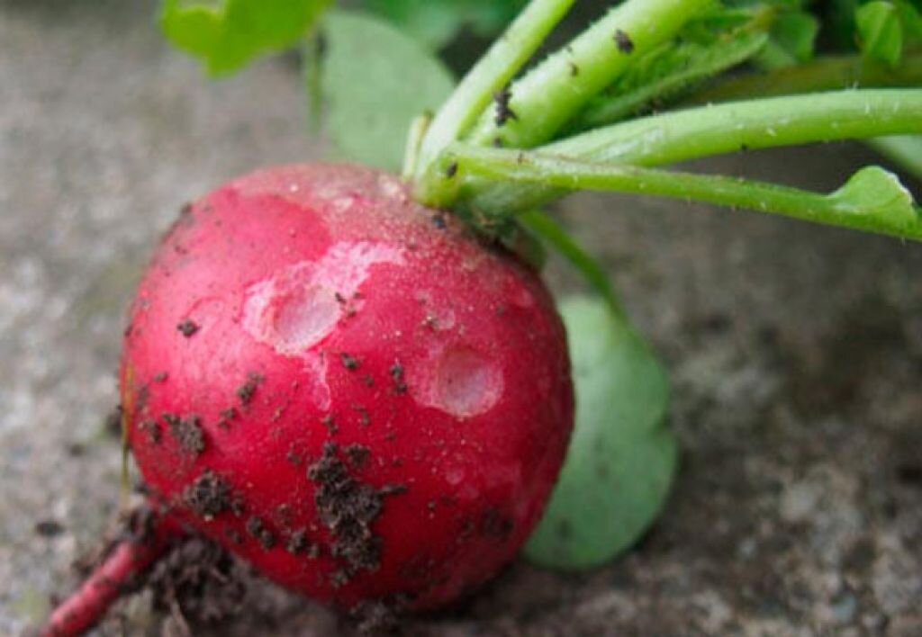 Погрызанная редиска