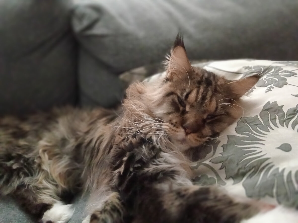 PR-специалист