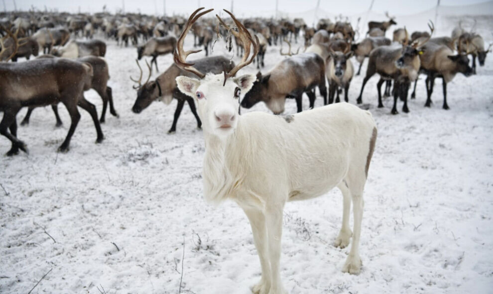    На Ямале инспекторы ГИБДД перекрыли трассу для безопасного перегона оленей