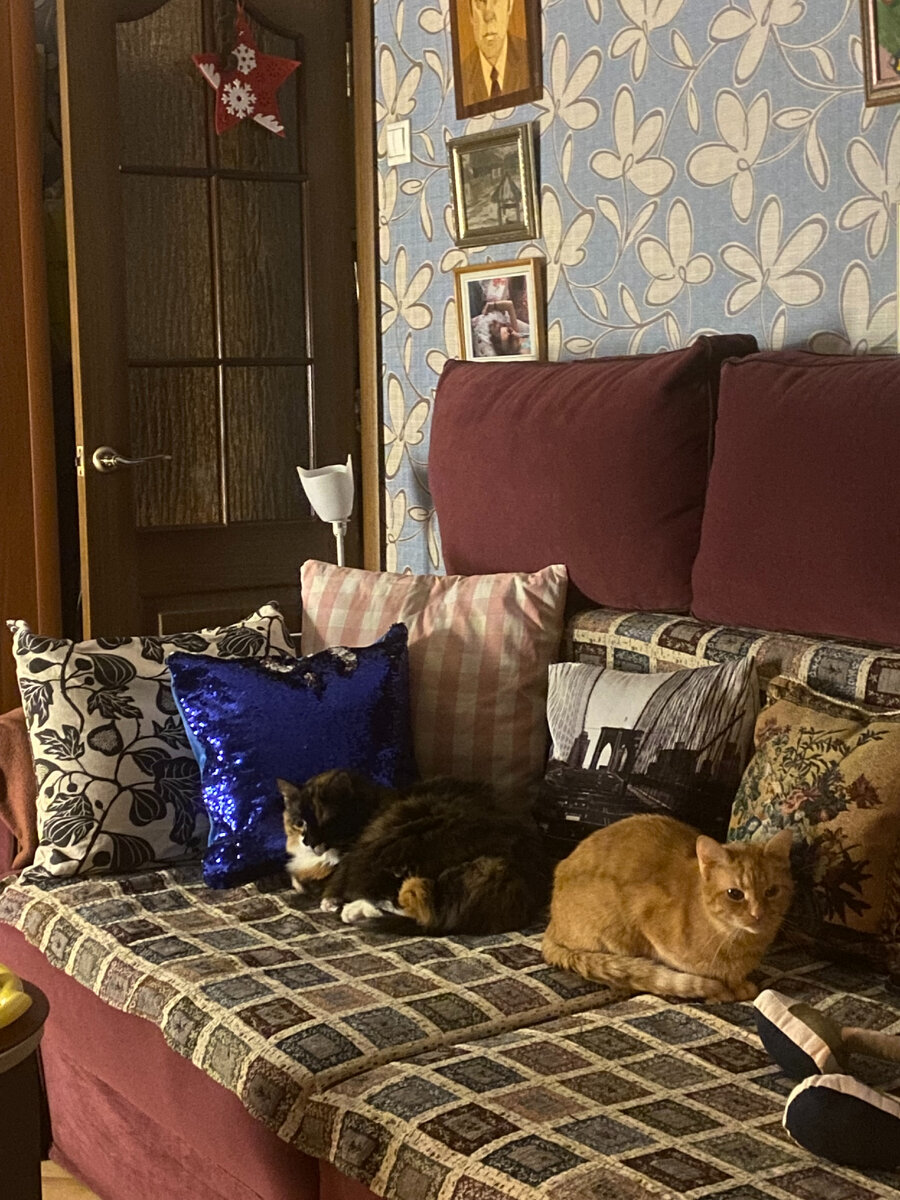 Котики