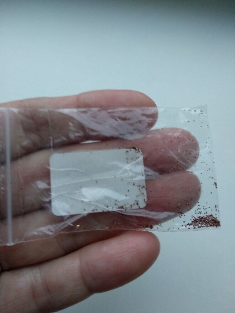 Вот такие семена я купила у коллекционера.