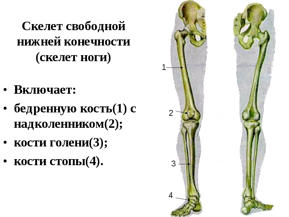 Фотографии ВЕРНАЯ ПОСЛЕДОВАТЕЛЬНОСТЬ РАСПОЛОЖЕНИЯ КОСТЕЙ НИЖНЕЙ КОНЕЧНОСТИ