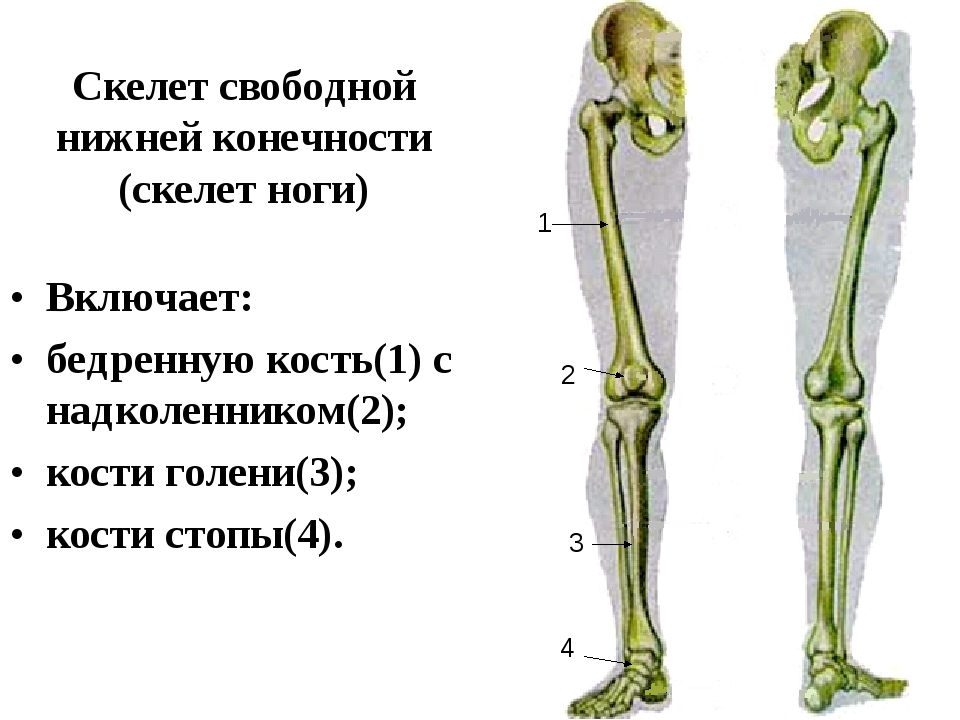 Кости скелета нижней конечности