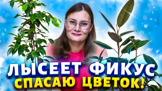 Почему осыпаются листья у фикуса? Ухаживаем правильно, делюсь своими секретами!