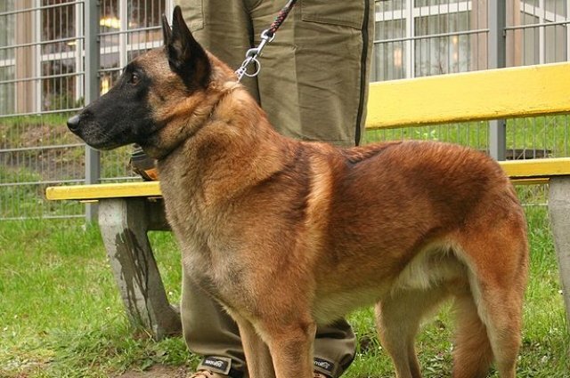    Какая порода собак считается самой умной?