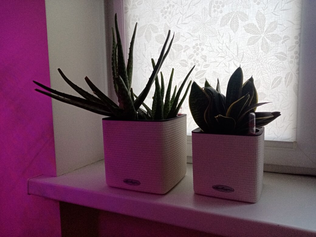 Санса и алоэ вера - два неразлучных весёлых друга. Фото автора.