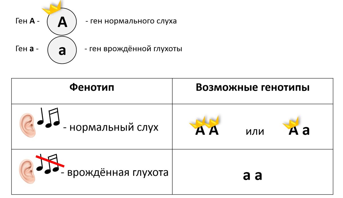 Телегония? Глухой ребенок у здорового папы и здоровой мамы, ранее имевшей  связь с глухим мужчиной | Генетика для всех | Дзен