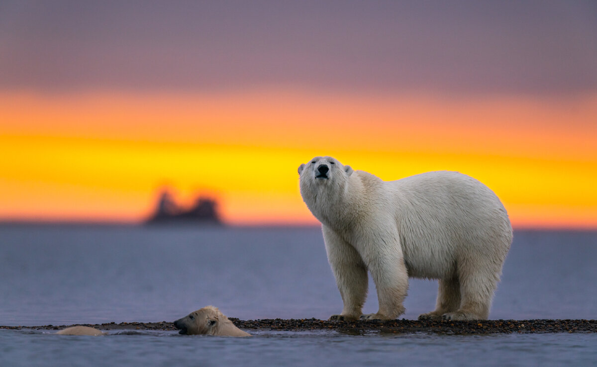 🐻‍❄️Какого цвета белый медведь на самом деле? | Фонд «Нотайвори» | Дзен