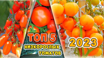 Самые урожайные низкорослые томаты. Мой Топ 5 детерминантных томатов 2023
