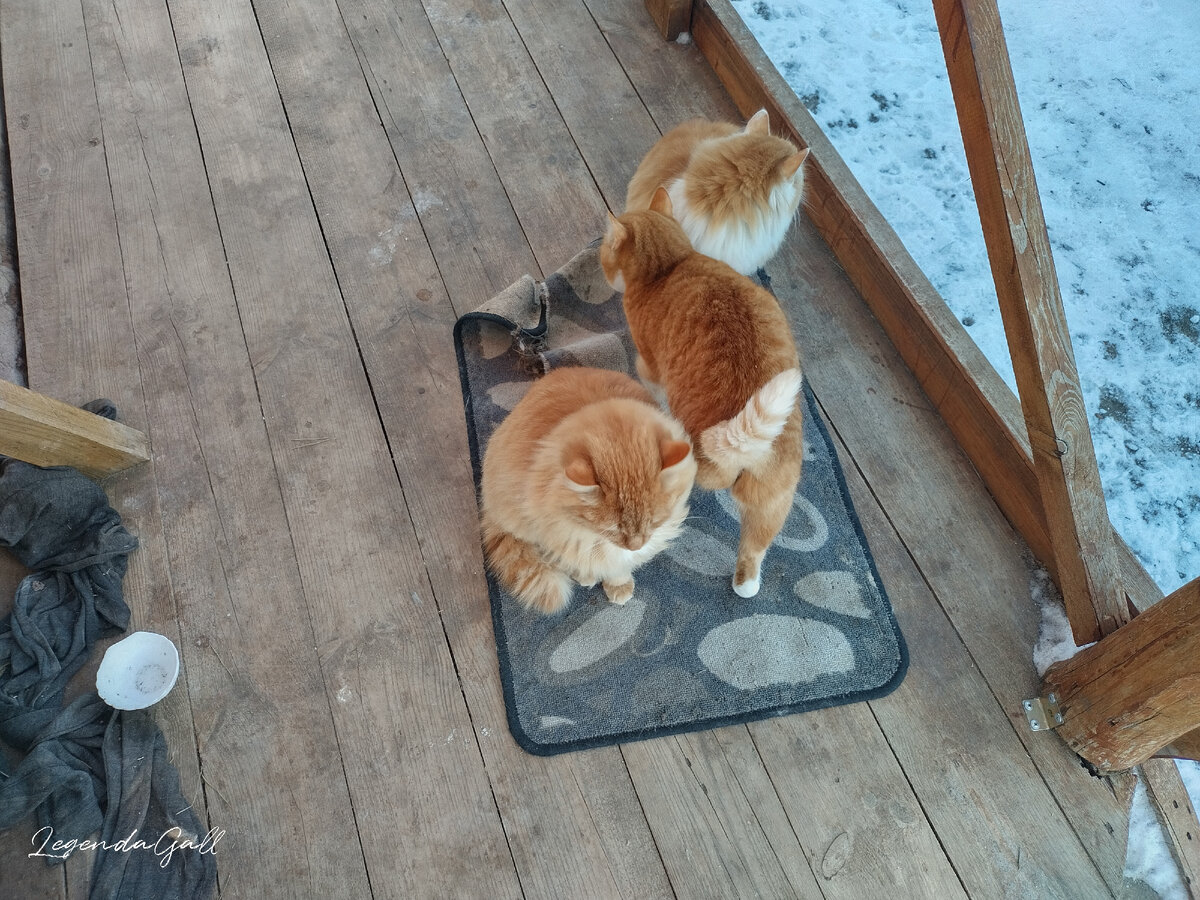 Рыжая троица