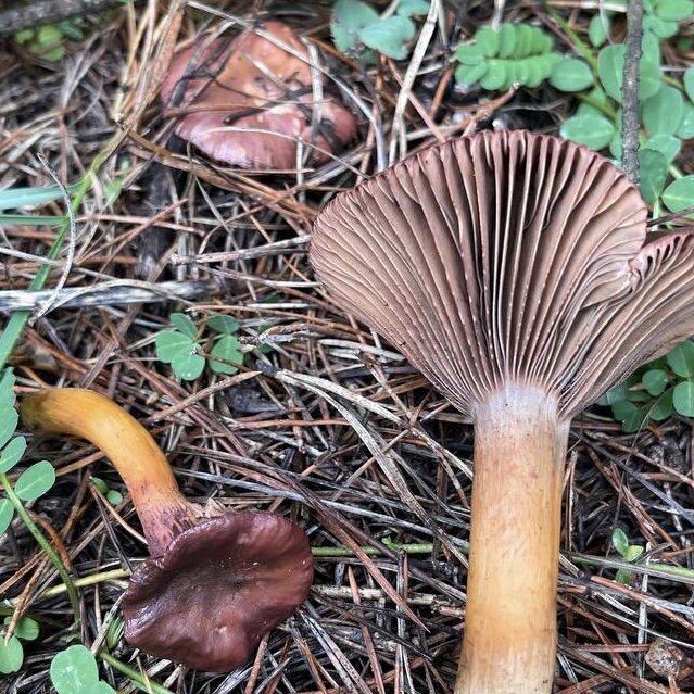 Мокруха пурпуровая или сосновая (Chroogomphus rutilus): описание, где растет, ка