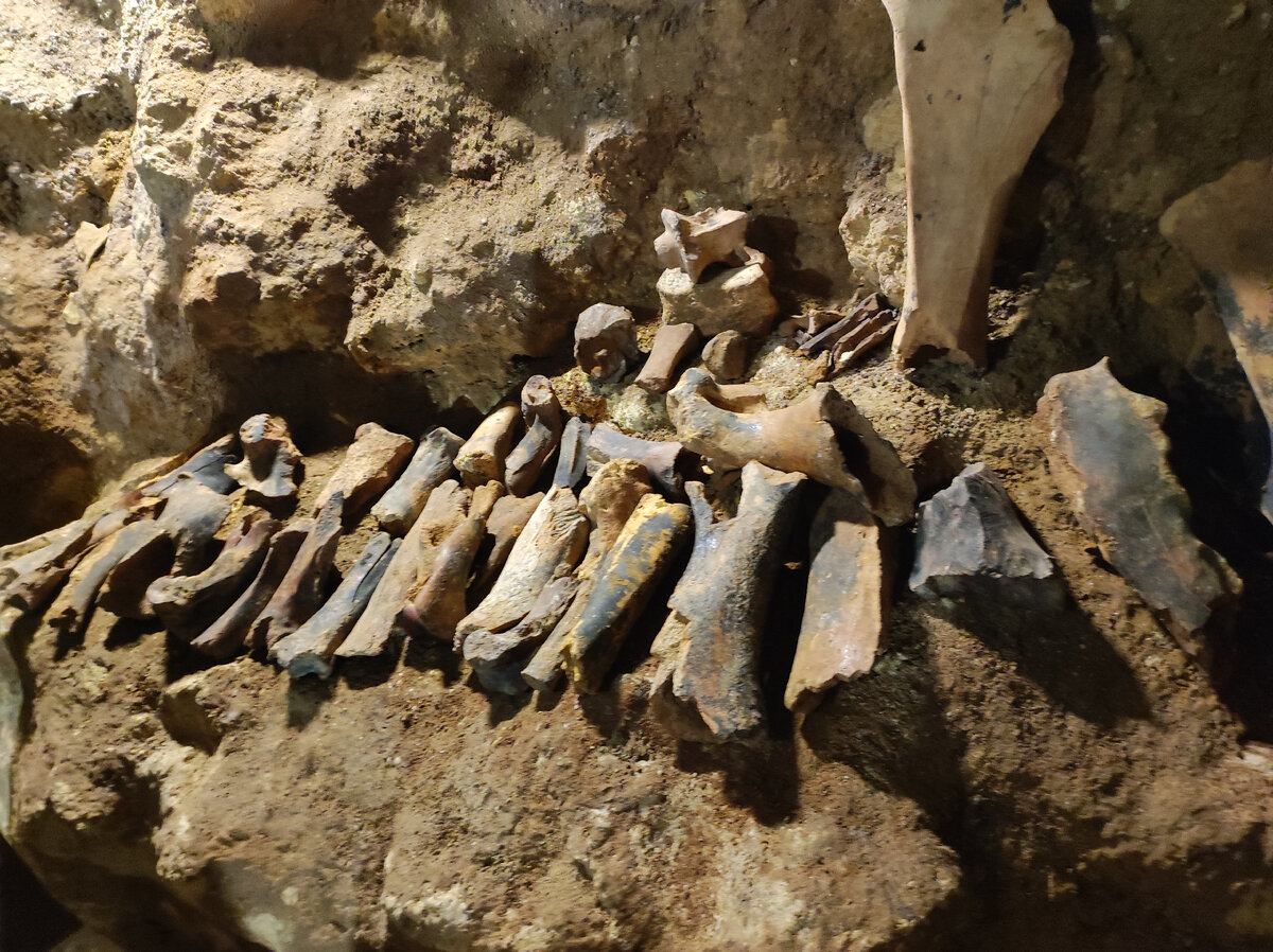 Экспозиция в пещере. Кости древних животных