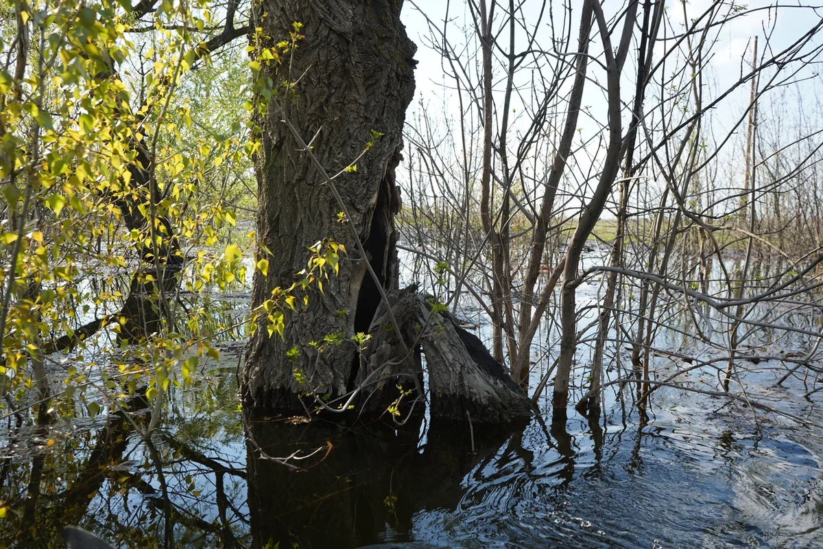 Авторское фото волгоградского ученого и фотографа Елены Попковой: https://www.saatchiart.com/account/artworks/1599809