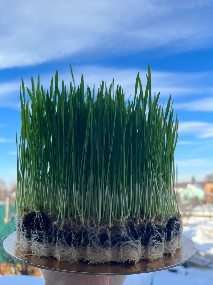 Вырастила витаминную бомбу🌱