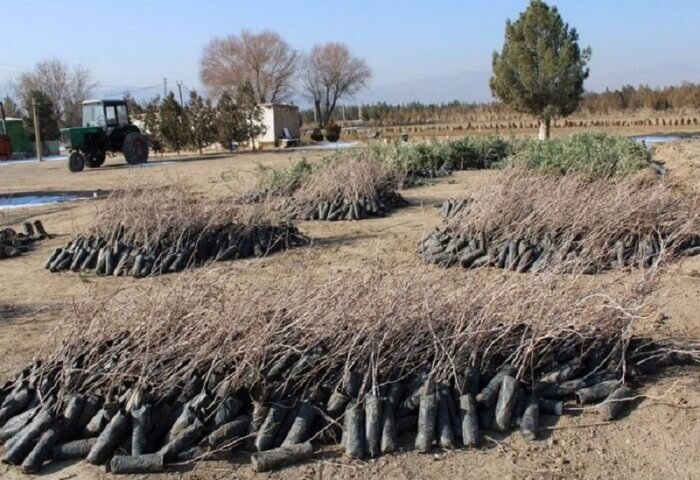 Источник фото: business.com.tm 