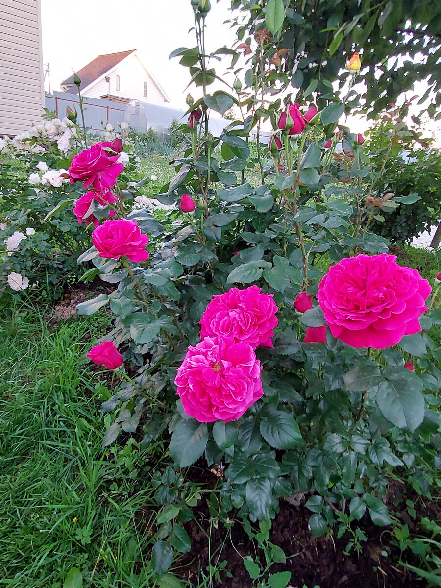 Роза Аскот- очень душистая